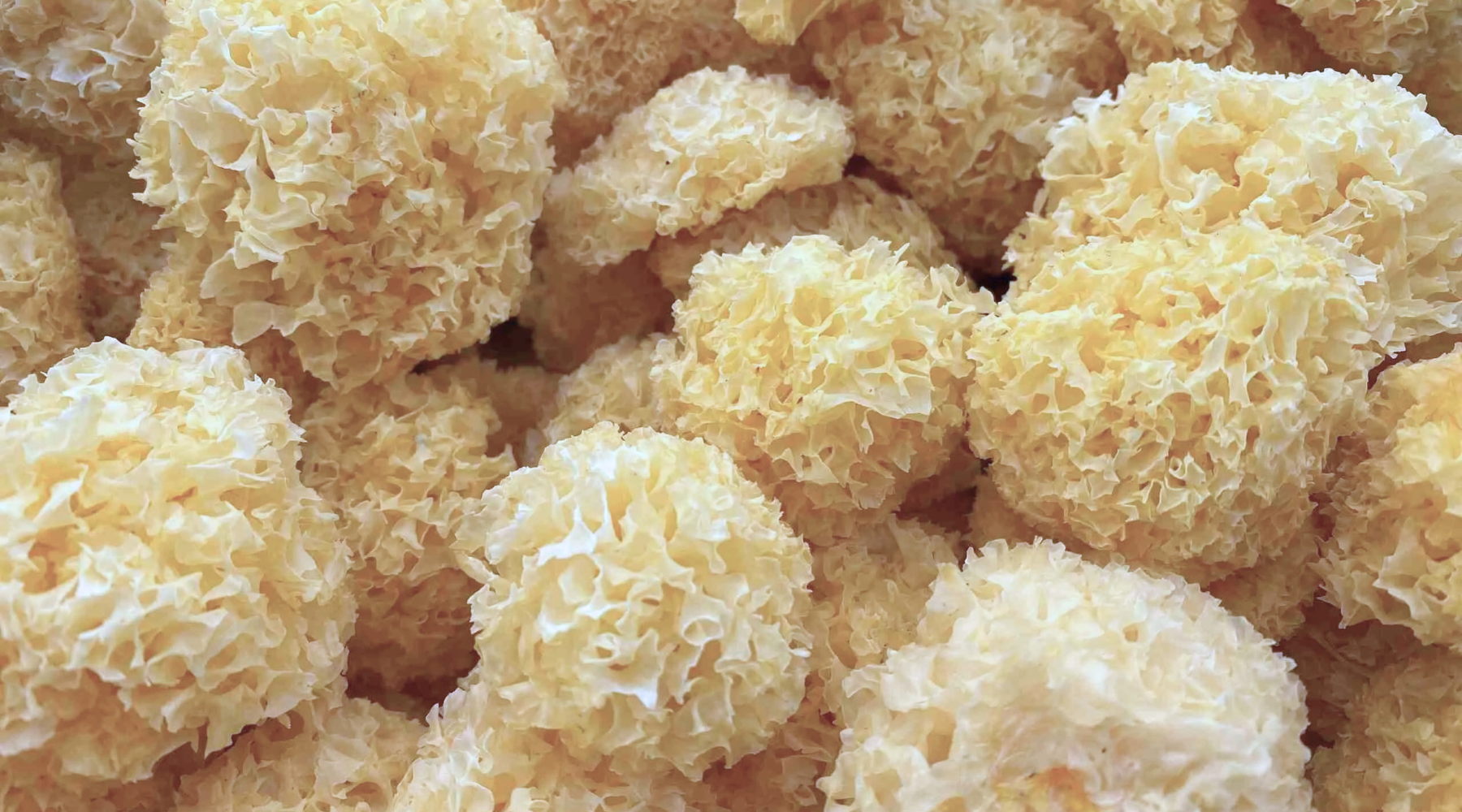 Tremella Mushroom's Ultra Hydrating Benefits for Skin