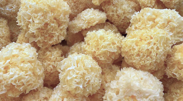 Tremella Mushroom's Ultra Hydrating Benefits for Skin