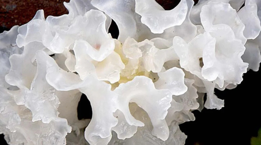 Tremella Mushroom: The Ancient Beauty Ritual - Avive Hydration